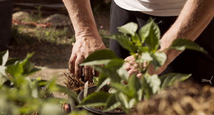 ¿Qué plantar en octubre? Agranda tu huerto en casa