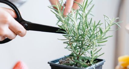 ¡Con una ramita! Así puedes cultivar la planta de romero en casa