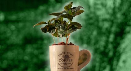 4 plantas de interior que puedes cultivar en taza de té o café para una decoración vintage