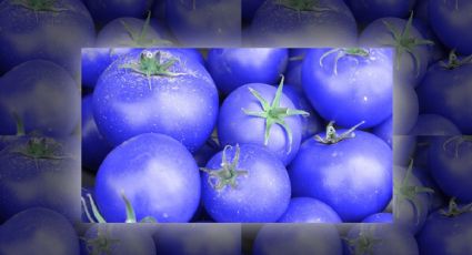 ¿Qué sucede en el cuerpo si consumo tomate azul?