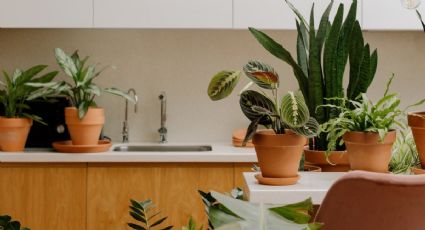 4 plantas de interior que absorben la humedad de la cocina y son fáciles de cuidar