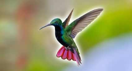 ¿Cómo hacer un néctar natural para atraer colibríes al jardín con 2 ingredientes de cocina?