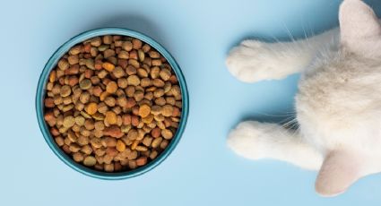 Tendencias ¿Cuál es la mejor comida para tu gato, según la OCU?