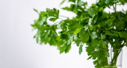 Esta es la manera infalible de desinfectar el cilantro para eliminar sus bacterias