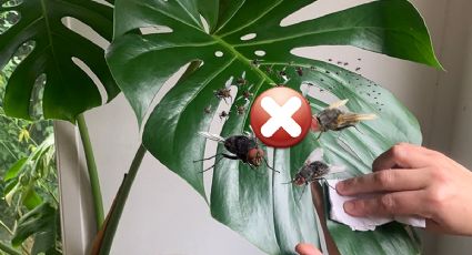 ¿Cómo ahuyentar mosquitos en las plantas de interior?