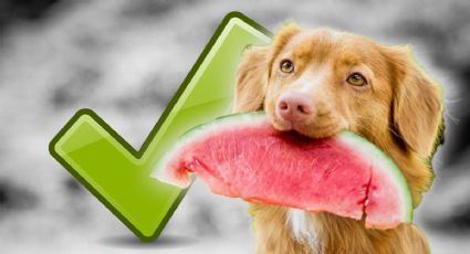 Las frutas que sí puede comer tu perro y que no son tóxicas