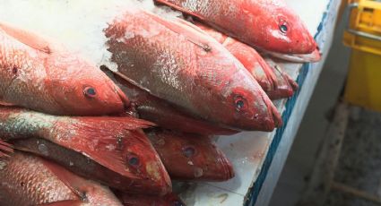 El truco más fácil para que el pescado congelado mantenga su sabor