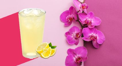 ¡Cuida tus orquídeas con jugo de limón! La bebida ideal para hacerlas florecer todo el año