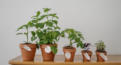 Tips para cultivar vegetales en tu casa de manera fácil