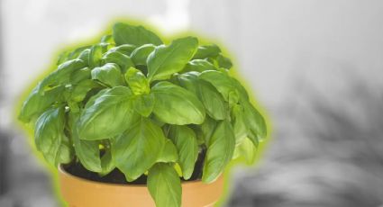 7 hierbas y plantas aromáticas de la buena suerte, según el feng shui