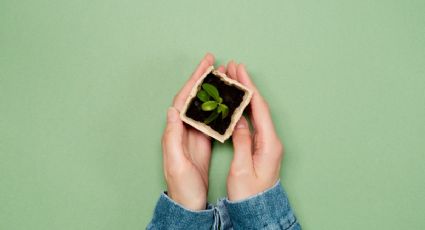 Recicla papel higiénico haciendo un semillero para plantas