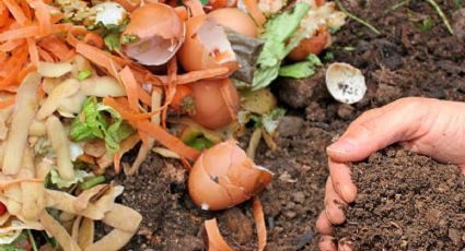 ¿Cuál es el mejor abono para plantas? Prepáralo con desechos orgánicos de cocina