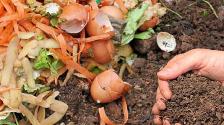 ¿Cuál es el mejor abono para plantas? Prepáralo con desechos orgánicos de cocina