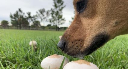 Estudio revela cuáles son los alimentos ideales para tus perros