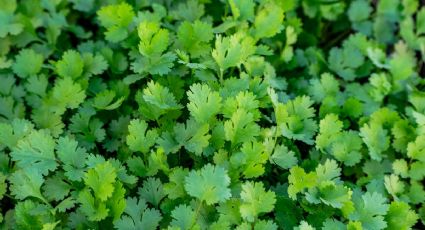 ¿Cómo preparar un té de cilantro para quemar grasa y bajar de peso en poco tiempo?