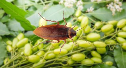 Mezcla potente con aceite esencial de neem para ahuyentar a las cucarachas del hogar