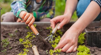 Huerto en casa: esto es lo que puedes cultivar fácilmente en noviembre