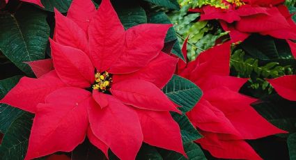 ¿Cómo cuidar las flores de pascua para que se vean increíbles en Nochebuena y Navidad?