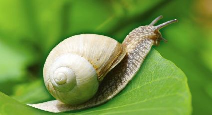 Esta es la bebida que elimina las babosas y caracoles del jardín