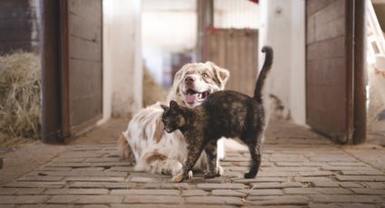 Flor de pascua y otras plantas de interior que pueden ser toxicas para tus mascotas