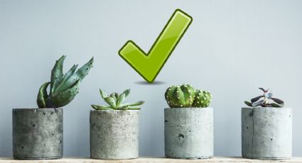 ¿Cómo revivir suculentas y cactus? Este es el ingrediente de cocina que les devuelve la vida