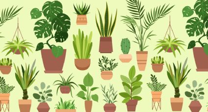 5 plantas de interior resistentes y que necesitan poca luz para sobrevivir