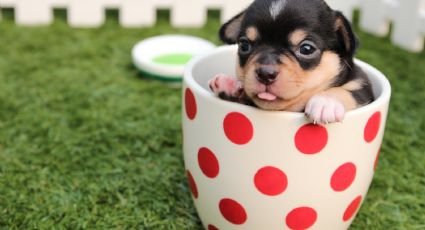 8 snacks saludables que puedes compartir con tu perro