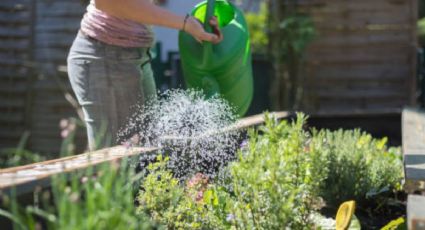 ¿Qué puedo plantar en diciembre en mi huerto? Cultivos que no deben faltar en invierno