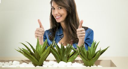 3 beneficios del aloe vera