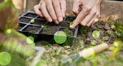 Así debes preparar tu huerta para el verano