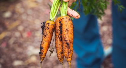 Consejos para conservar los productos orgánicos en la nevera