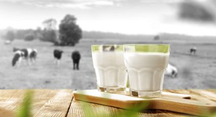 ¿Qué pasa si tomo leche de vaca todos los días?