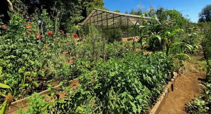 Estas son las verduras que recomendamos sembrar en marzo