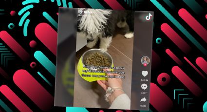 Un perro se negó a comer su comida si no está cocinada y se hizo furor en TikTok