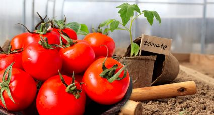 Cómo cultivar tomates en una maceta, en 5 sencillos pasos