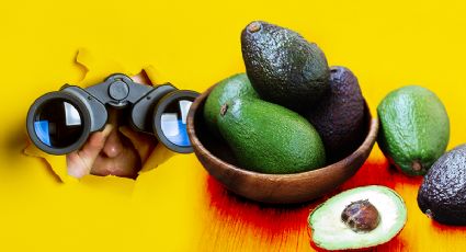 Descubre 5 variedades de aguacate y sus increíbles características