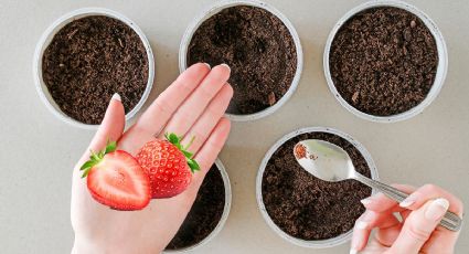 Así puedes germinar semillas de fresa para cultivarlas en casa