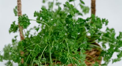 2 formas de conservar el cilantro fresco por más días