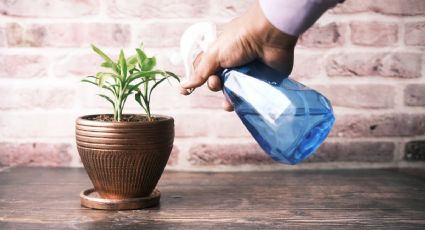 3 métodos de riego perfectos para plantas en maceta