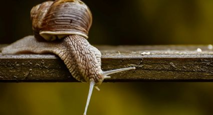 Este es el alimento perfecto para ahuyentar los caracoles de tu jardín