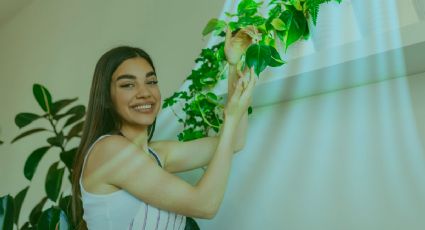 Estas son las plantas claves para refrescar tu hogar