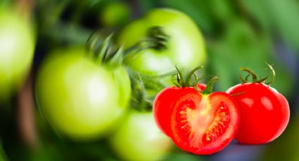 Esta es la técnica perfecta para acelerar la maduración del tomate