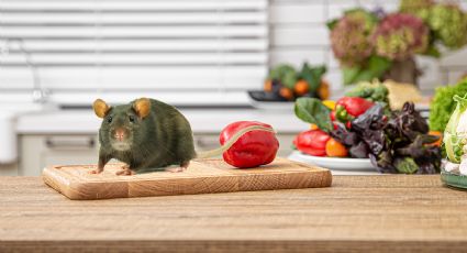 El alimento clave para ahuyentar las ratas de tu cocina