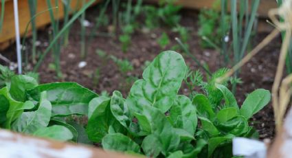 Cómo preparar un insecticida casero para tu huerto con hueso de aguacate