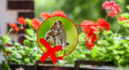 Este es el insecticida perfecto para eliminar la mariposa del geranio