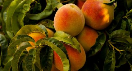 Simple y económico: cómo plantar un árbol de melocotón en una maceta