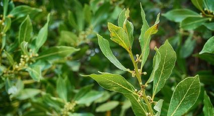 Huerto urbano: cómo sembrar laurel en mi jardín