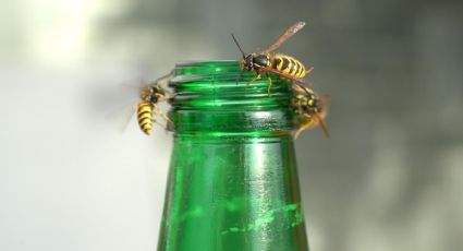 Esta es la planta de exterior perfecta para ahuyentar a las abejas y avispas de la cocina