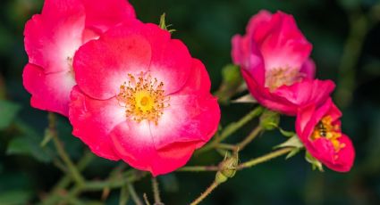 Muy simple: cómo cultivar rosa mosqueta en tu hogar