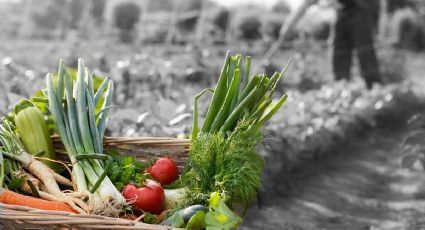 Calendario del huerto: 5 vegetales para plantar en junio de 2022